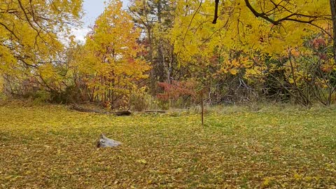 Autumn In Brampton