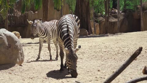 Cute zebras video