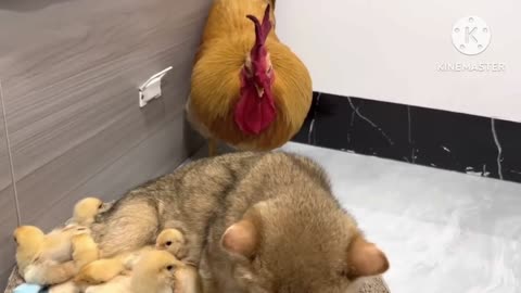 The cat who loves chicks the most in the world.😅The kitten is the mother of the chick.Lovelyanimals