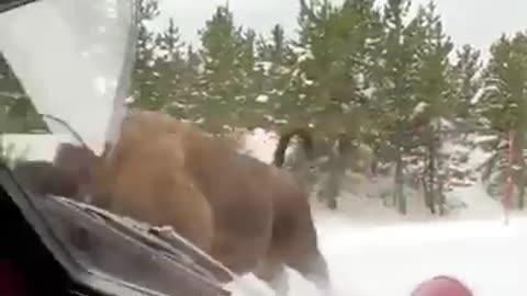 Check this american bison, charging in Yellowstone