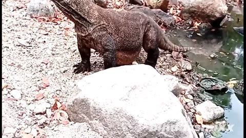 Komodo Dragon Eats Wild Cock Alive