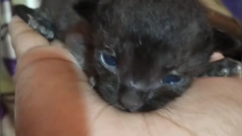 My Kitty Open Her Eyes 1st time