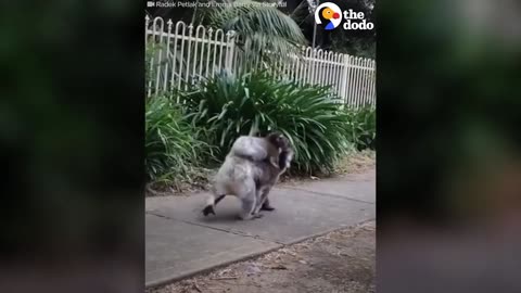 Koala Mom Gives Her Baby A Piggy Back Ride
