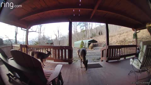 Deer 🦌 NW NC at The Treehouse 🌳 Hattie, Lady, and Scamp wish you a Happy New Year 🎊