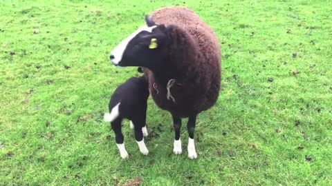 Zwartbles Sheep Are Very Friendly Even to Strangers