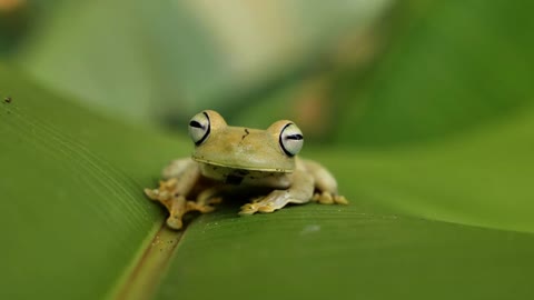 Cute green frog on a banana leaf Costa Rica close up big eyes