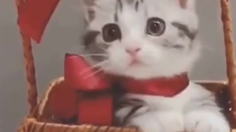 Cute cat,cute pates,cat funny moment