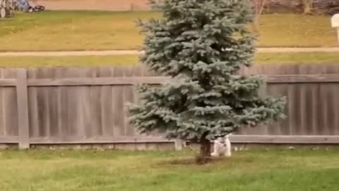 Funny animals - Funny cats / dogs - Funny animal videos 161