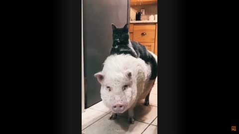 FUNY CATS and DOGS & other ANIMALS 🐱🐶🦜 New Funniest Animal Videos 2023 😂