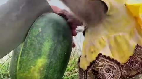 Monkeys helps watermelon 😍This monkey is very cute