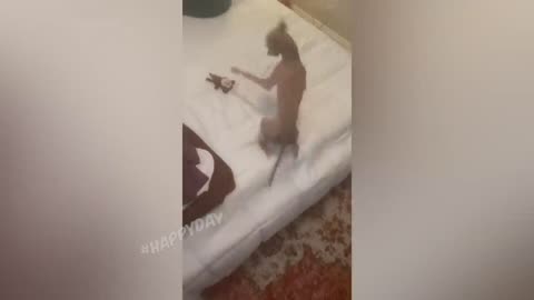 Funny cats🤣😂 Fails/lmao😊🤣😂