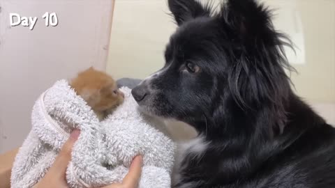 Rescued Tiny Kitten Grows Up Believing He's a Big Dog | Day 1 to 60