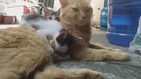 EXTREME Milk DRINKERS! Made Mom Cat SORE_... Chill Cute Cats. Relaxing Cat Video. Kittens
