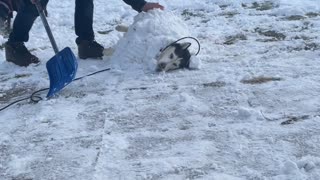 It's a Snow Dog's Life