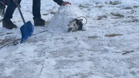 It's a Snow Dog's Life