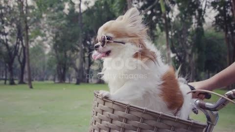 Chihuahua dog with sunglasses on bicycle basket