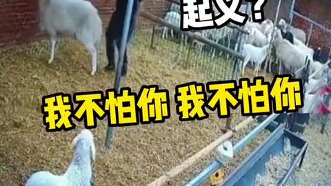 Animal World Funny English Voiceover Facing Ironhead Kung Fu, humans finally win a round!