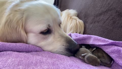 Golden Retriever and Baby Bunnies 9 days old [3 of 4 Bunnies Open Their Eyes]