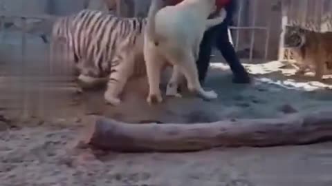 Human Fight with Lion & Tigers