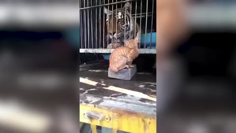 Animals Who Messed With The Wrong Opponent - Best of 2023 !