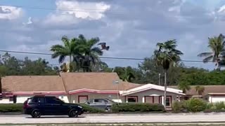 Hawk Osprey Family Mother Father and Infants My Starling Neighbors