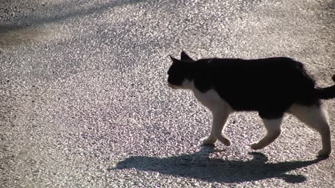 black and white cat