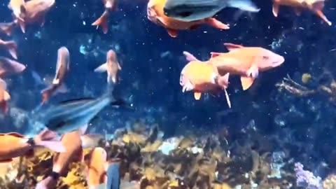 a dive with beautiful fish 🐟😍