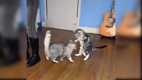 Cats Fight