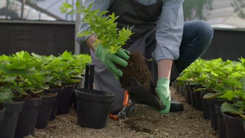 Gardener taking care of a plant in a pot