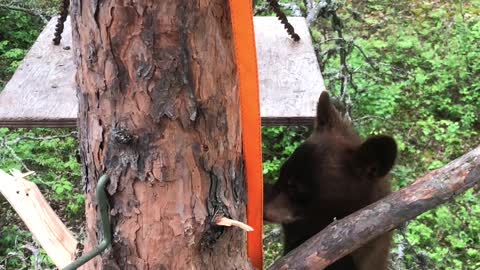 Bear Cub Climbs into Hunter's Tree