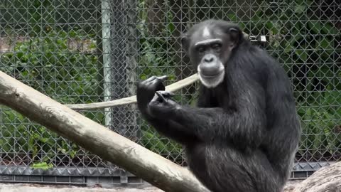 Chimpanzee at the Zoo