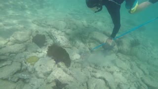 14.5" lionfish caught in 4 feet of water