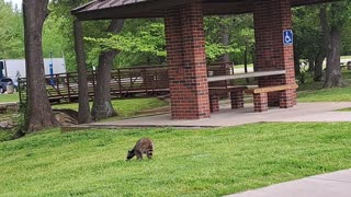 Raccoon in a rest area.