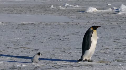 Emperor Penguin chick - Auster Rookery lover