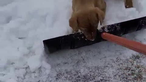 1844# Shoveling Snow with a puppy