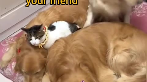 🔴 Funny Animal Videos 2022 😂 - Best Dogs And Cats Videos 😺😍 #3