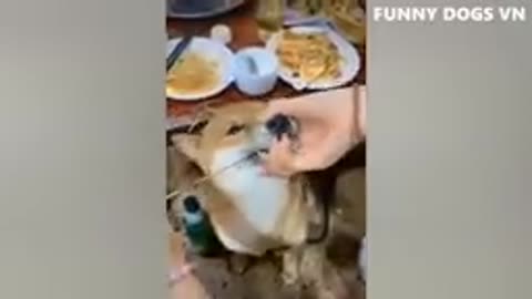 Try not to laugh at the funny dogs and cats in this video from 2022.