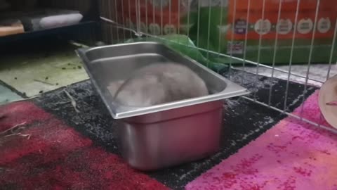 🐹 Funny and Cute Chinchillas Compilation 🐹
