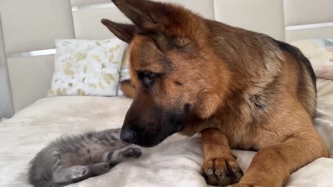 #animals-dog and cat