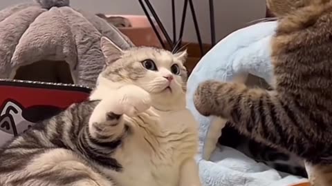Cats Fighting Viral Funny video 😹😹