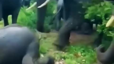 Wald elephants angry movement😱