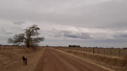 Compañero callejero. Mañana gris. 35km