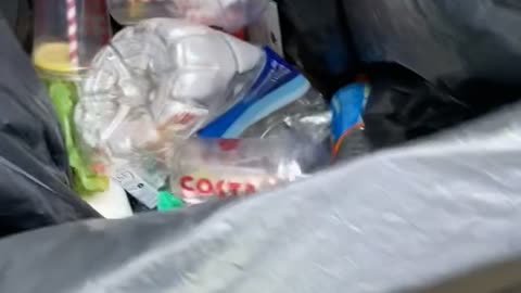 Rat Jumps Out of Garbage Can