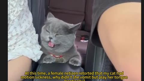 motion sickness cat