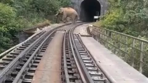 Elephant blocking