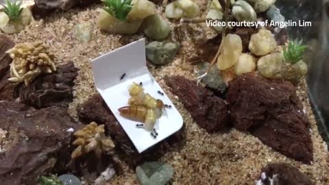 Ants as pets Fad is catching on in Singapore