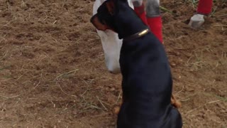 Doberman y caballo comparten increíble amistad