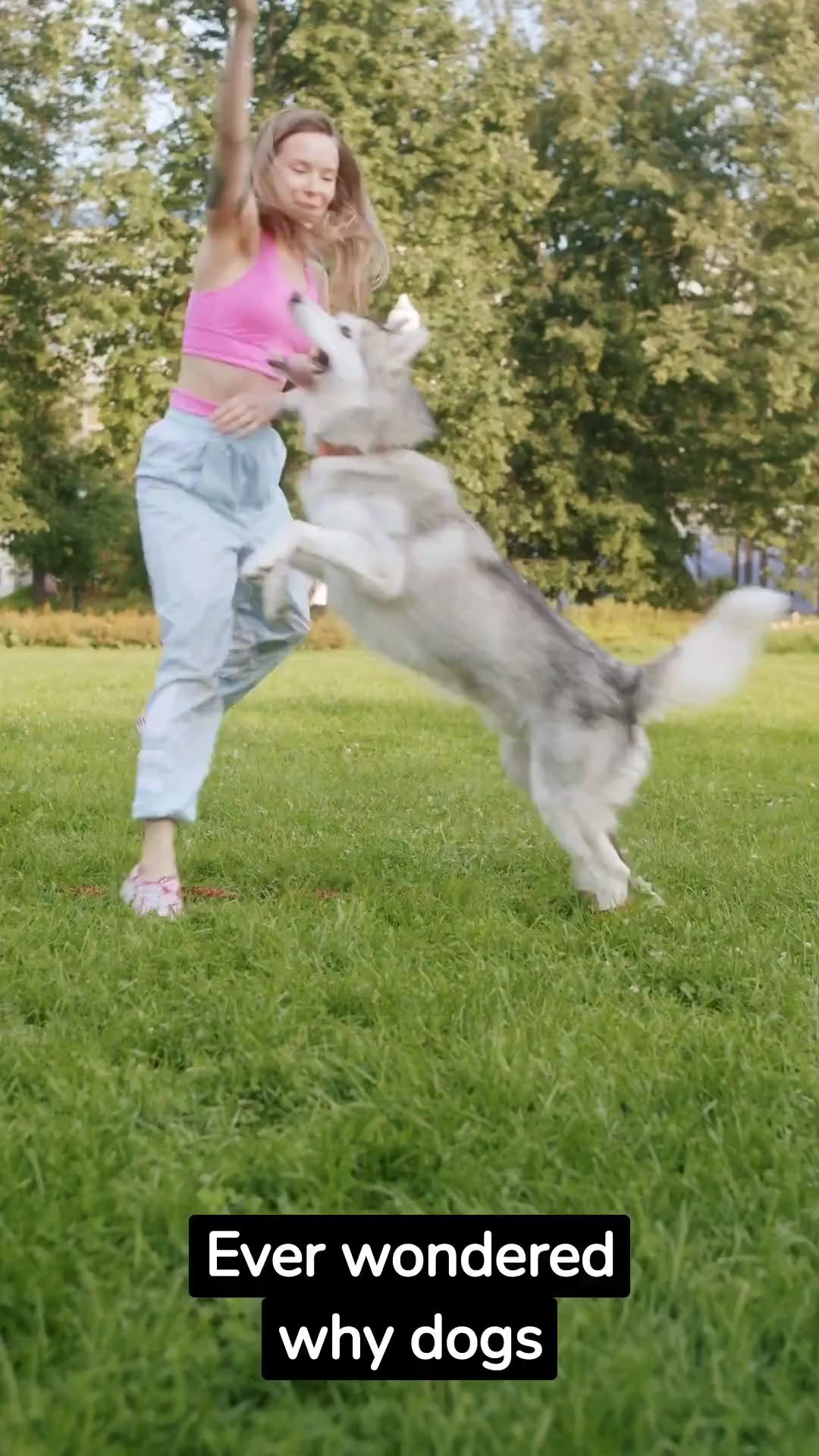Fun Facts You Didn T Know About Dogs Fun Facts You Didn T Know About Dogs