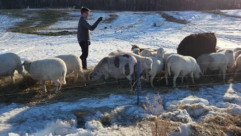 Looking at Ewe Condition, Hay w/ Doug, and Future Culling for Traits