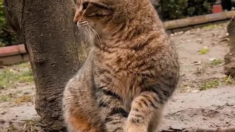 #catsofinstagram#cats#catstagram#instacat#kitty#kitten#catlover#meow#catoftheday#neko#gato(3)(1)